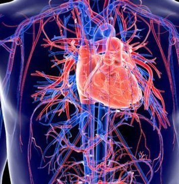 Kalp krizi, birçok insanın hayatını yaş dinlemeksizin tehdit ediyor. Kalbi besleyen damarlarda yağ yapısındaki plak oluşumu kalp krizine sebep oluyor ve krizden sonraki ölümlerin birçoğu kriz başladıktan birkaç saat içerisinde gerçekleşiyor. Uzmanlar, kalp sağlığını korumak için besin takviyesinin önemini sık sık vurguluyor ve bunun kalp krizi riskini azalttığının altını çiziyor. İşte kalp krizi riskini azaltan besinler…