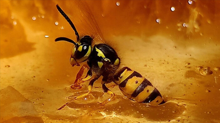 Bilim insanları, arıların bulmaca çözmeyi öğrendiğini ortaya çıkardı